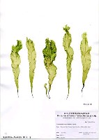 藏品(緣管滸苔)的圖片